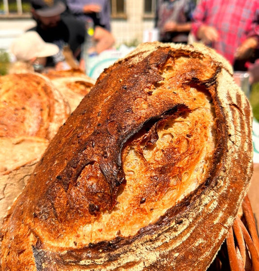 Petit meunier graines